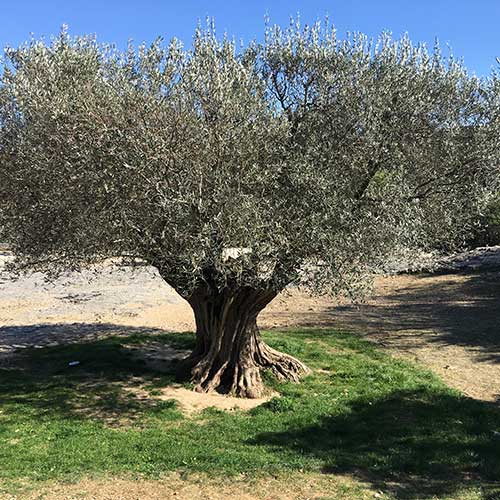 Produits de Provence Huile d'olive 