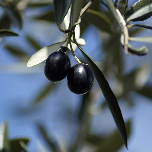 olives-noires--galerie-jjaah-solidaires-produits-de-provence