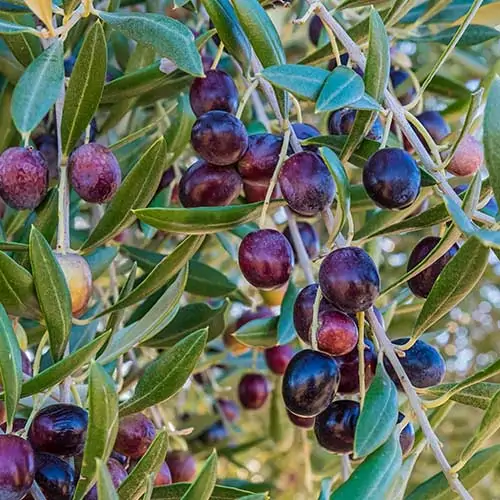 Olives--galerie-jjaah-solidaires-produits-de-provence