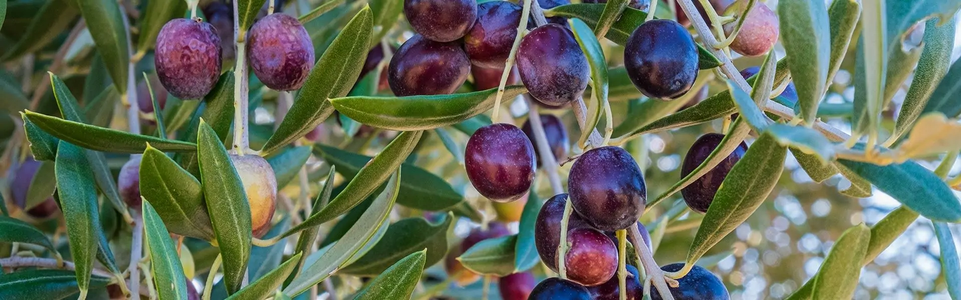banniere-produit-huile-olive-de-provence