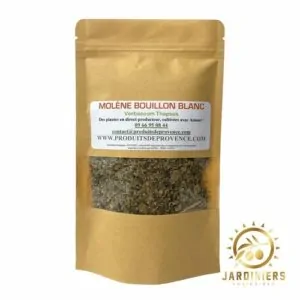 Molène Bouillon Blanc Verbascum thapsus